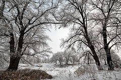 photo "***"