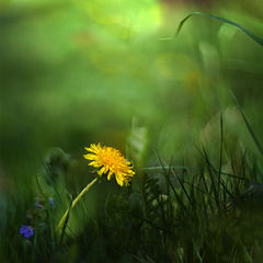 photo "***"