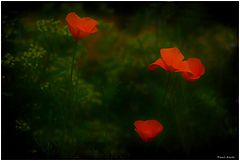 photo "***"