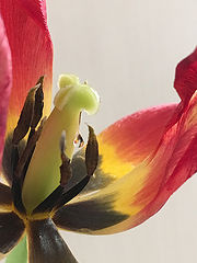 photo "Teardrop"