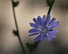 photo "silence"