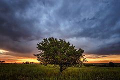 photo "The evening before the rain"