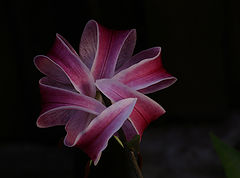 photo "Cool evening"