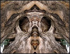 фото "ghost tree 3"