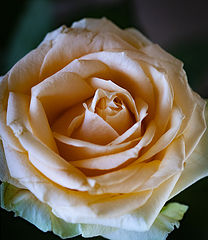 photo "Фото Графиням"