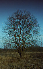 photo "***"