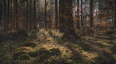 фото "Замшелый лес"