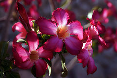 photo "***"