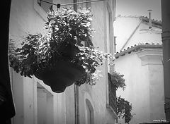 photo "in the street"