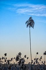 photo "Night Is Falling"