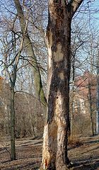 photo "Trees get sick too"
