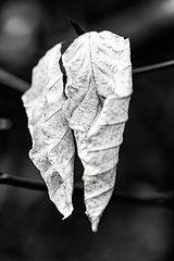 photo "two old friends"