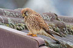 photo "Falco tinnunculus"