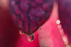 photo "Fritillaria meleagris"