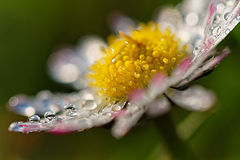 photo "Bellis perennis"