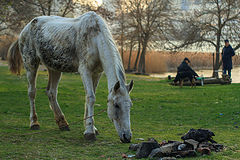 photo "***"
