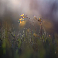 photo "***"