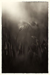 photo "***"
