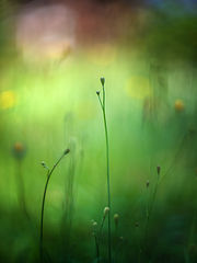 photo "***"