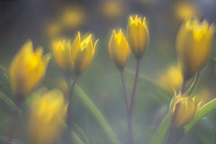 photo "***"