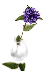 photo "***"
