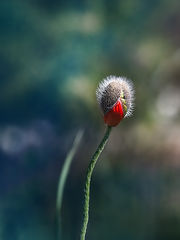 photo "***"