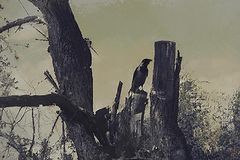 photo "***"