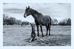 photo "***"