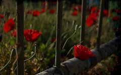 фото "лето рядом"