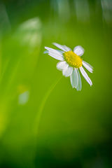 photo "***"