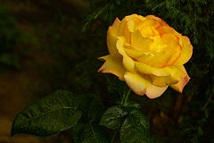 photo "***"