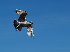 фото "Youngster In Flight"
