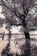 photo "***"
