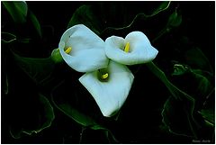 photo "***"