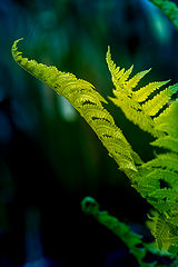 photo "***"