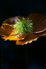 photo "***"