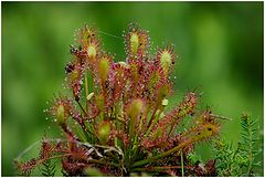 photo "Drosera intermedia"