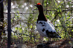 photo "Lagopus lagopus"