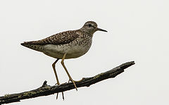 photo "Tringa glareola"
