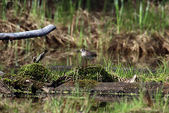photo "On the swamp"