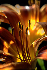 photo "***"