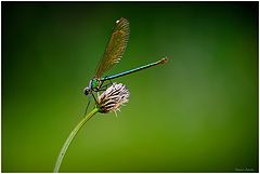 photo "Calopteryx splendens"