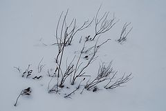 photo "Twigs"
