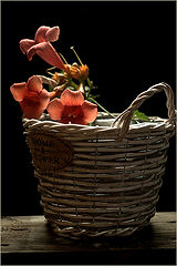 photo "***"