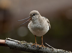 photo "Singer"
