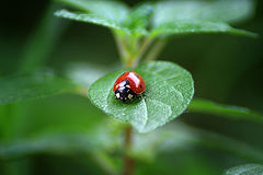 фото "lady in red"