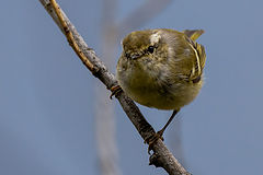 photo "Hi!"
