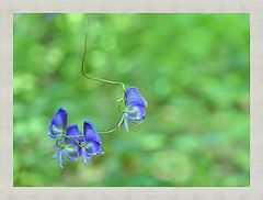 photo "***"