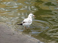 photo "***"