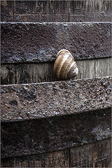 photo "The long way of the snail!"